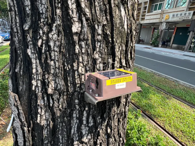 ▲捷運局為加強監測大順路雨豆樹與美術館小葉欖仁樹木狀況，已於9月18日完成200棵樹木傾斜儀裝置，將透過AI監測，進行即時監測與預警。（圖／高市府捷運局提供）