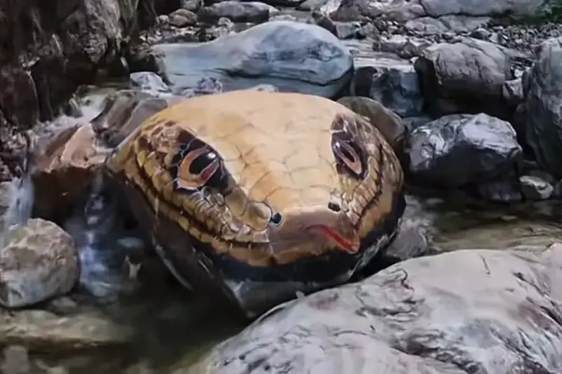 風景區「超巨大蟒蛇」探頭水面！一票遊客四目相接嚇壞：心頭涼掉