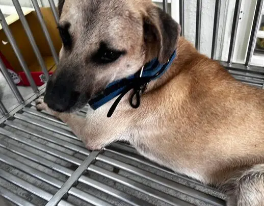 ▲基隆市22日上午發生一名郵差送信時，遭狗咬斷手指，中華郵政表示，將提供同仁法律及醫療協助。（圖／翻攝畫面）