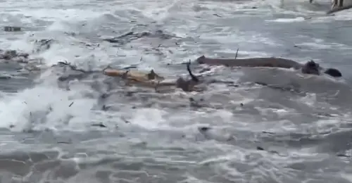 ▲（圖／Threads@achen.ll授權提供）