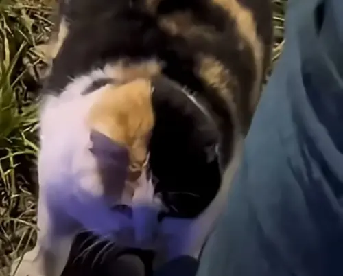 肥貓車車靈活上路！神示範「路邊停車、倒車入庫」：駕照哪裡考的
