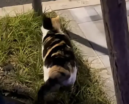 ▲（圖／Catherine Ren YouTube）