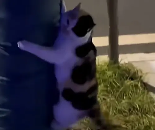 ▲（圖／Catherine Ren YouTube）