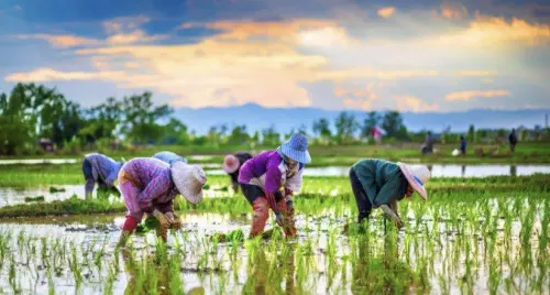 泰國貧富鴻溝加劇！貧困人口創疫情後新高　農業省份長期陷貧困
