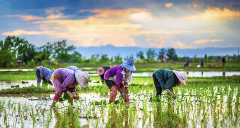 泰國貧富鴻溝加劇！貧困人口創疫情後新高　農業省份長期陷貧困