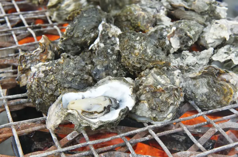 ▲台灣牡蠣主要分布於西部沿海地區，在地養殖，現撈現鮮，鮮甜營養，品質有保障。（圖／漁業署提供）