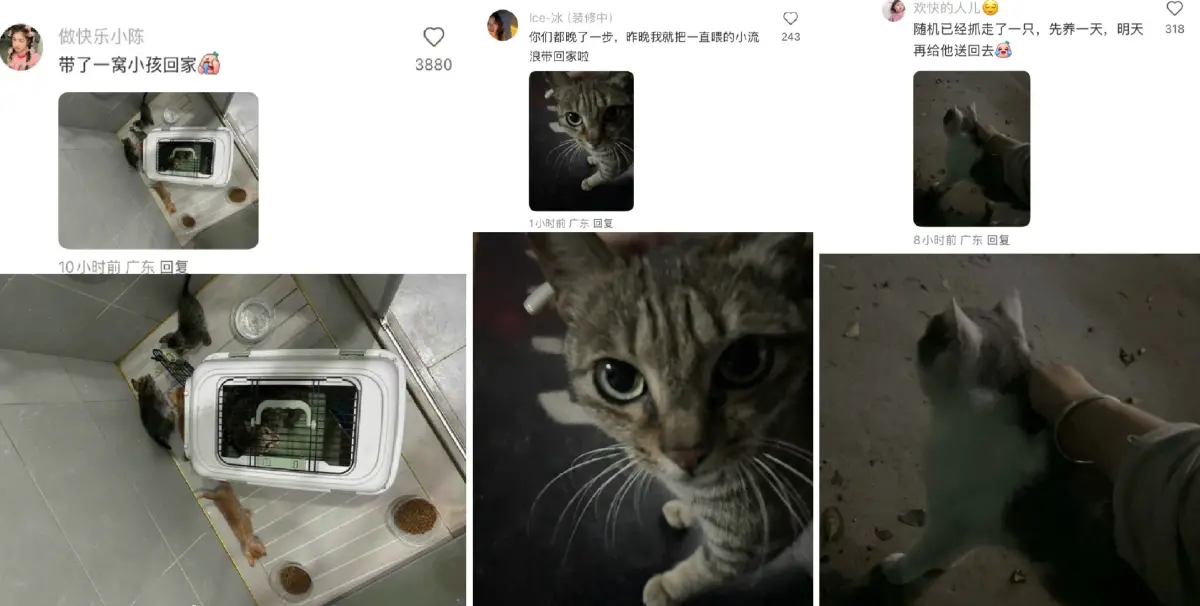 ▲樺加沙颱風24日將登陸廣東，不少市民自發將流浪動物帶回家躲避颱風。（圖／翻攝自微博）