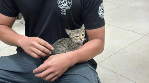 30歲男為救受困野貓遭咬！僅清水沖洗　冒5症狀「再拖恐敗血症」
