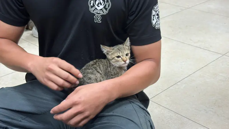 ▲有民眾為救野貓反遭咬，僅以清水清洗，出現紅腫熱痛與頭痛不適，前往急診檢查發現手部咬傷已有明顯感染。（圖／耕莘醫院提供）