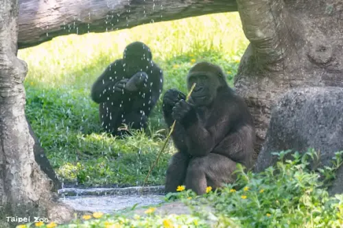 ▲部分大猩猩能使用手語，野生的大猩猩會用樹枝探測水深，或用石頭砸開核桃。（圖／臺北市立動物園）