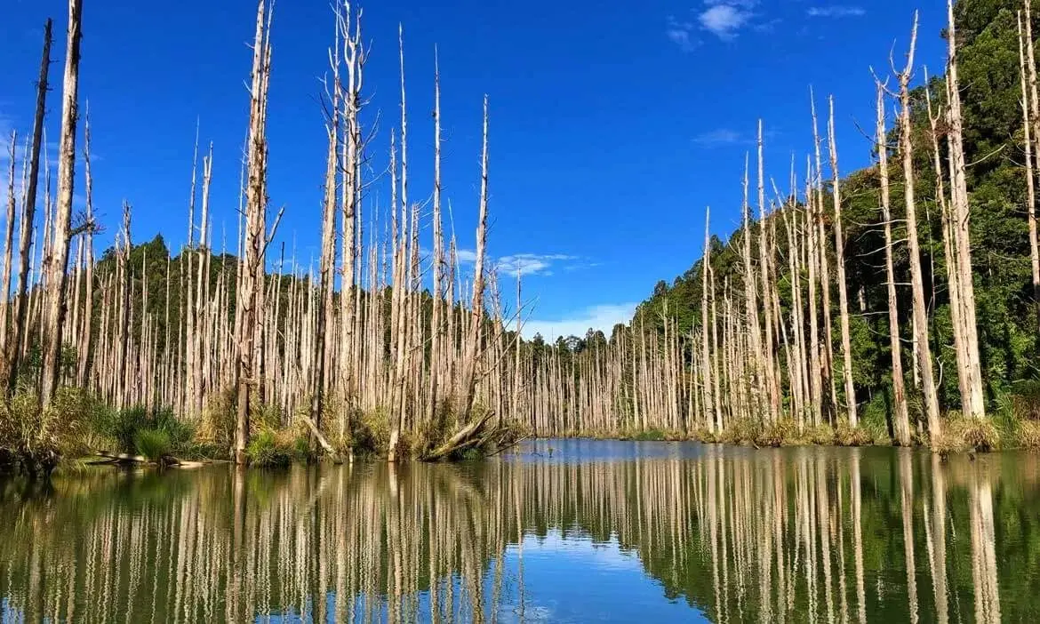 ▲水漾森林也是堰塞湖，921地震後變成山友朝聖景點。 （圖／翻攝翻轉地理教室粉專）