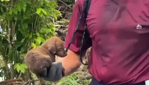▲花蓮光復災區現場，有民眾在泥流垃圾堆裡發現一隻小奶狗還活著，並順利救援出來。（圖／Threads@karo_tafed）