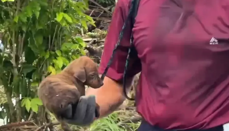 花蓮災區現曙光！大哥雜物堆救出小奶狗　萬人落淚：謝謝你活下來