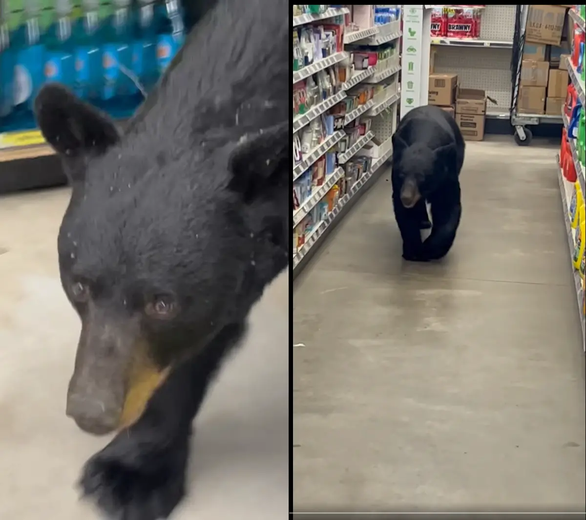 ▲美國紐澤西州一家商店，23日驚見一隻黑熊逛街，在被驅趕無果後，遭警方射殺。（圖／翻攝自臉書／Sean F. Clarkin）
