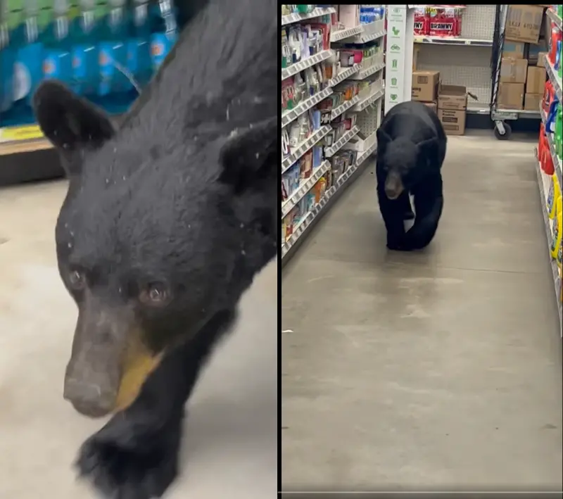 ▲美國紐澤西州一家商店，23日驚見一隻黑熊逛街，在被驅趕無果後，遭警方射殺。（圖／翻攝自臉書／Sean F. Clarkin）