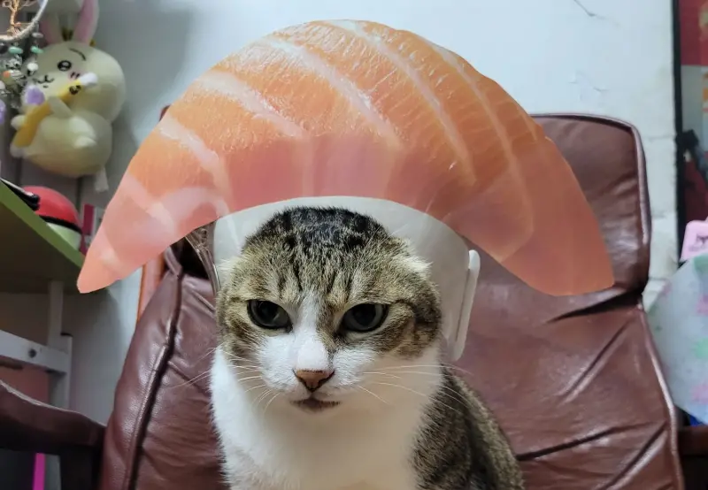 貓咪萌戴爭鮮頭套！變身鮭魚「一臉超厭世」：本喵不高興為你服務