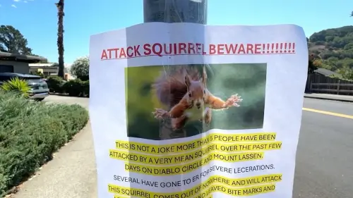 小松鼠不只會造成停電！美加州「狂暴型」松鼠緊咬2人送醫
