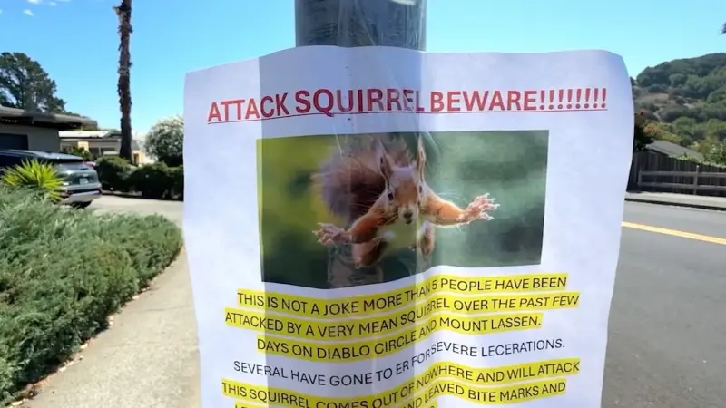 ▲美國加州舊金山灣區出現一隻頻繁咬人的凶暴松鼠，已遭通緝注意。（圖／翻攝自@TheCalvinCooli1Ｘ）