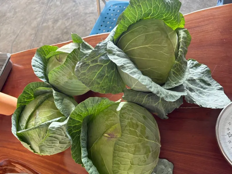 ▲台灣硬種高麗菜深受日本人喜愛，日商再找上北農簽長期合作契約回購高麗菜。（圖／臺北農業運銷股份有限公司提供）