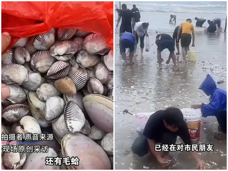 ▲颱風樺加沙昨（24）日在廣東省陽江市海陵島沿海登陸，過境後在廣東汕尾一處海灘留下遍地海產，吸引許多民眾前往搶撈。（合成圖／翻攝自微博）