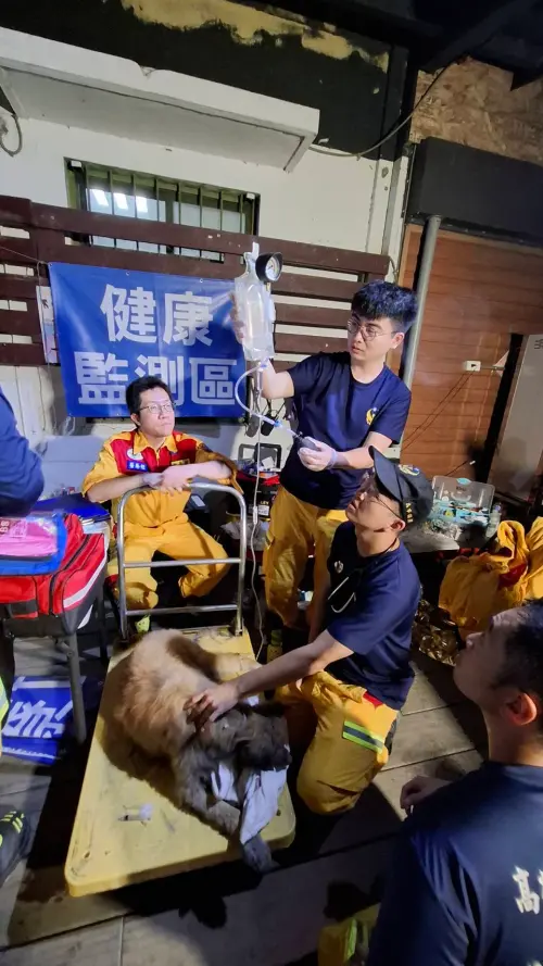 ▲高雄特搜隊馳援花蓮光復，救出一隻卡在泥濘中的狗狗，由隨行獸醫為牠進行治療。（圖／高雄市政府提供）