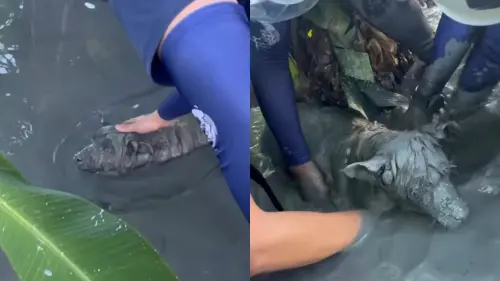 ▲高雄特搜隊馳援花蓮光復，救出一隻卡在泥濘中的狗狗。（翻攝Threads@ shih0383）