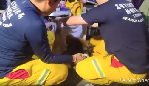 ▲特搜隊員行經光復鄉佛祖街、成功街口的大平福德祠附近，疑似聽到呼救聲，循聲搜尋後才發現受困的狗狗。（圖／翻攝自Threads＠kaohsiung_city）