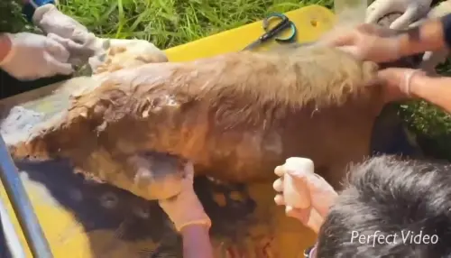 ▲花蓮光復狗狗卡泥濘被救出洗淨後，才發現牠不是小黑狗是「大黃狗」。（圖／翻攝高雄市政府臉書）