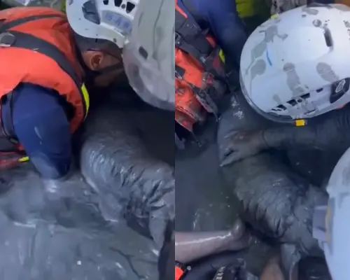 水淹花蓮光復！狗卡泥濘3日僅露「一顆頭」　特搜隊40min徒手救出
