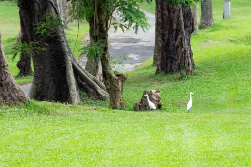 ▲ 隨著球場退場，鳥類及昆蟲相繼回來，未來將比照同為水質水源保護區的澄清湖風景區，管制寵物入園且夜間不開放。（圖／高市府提供）