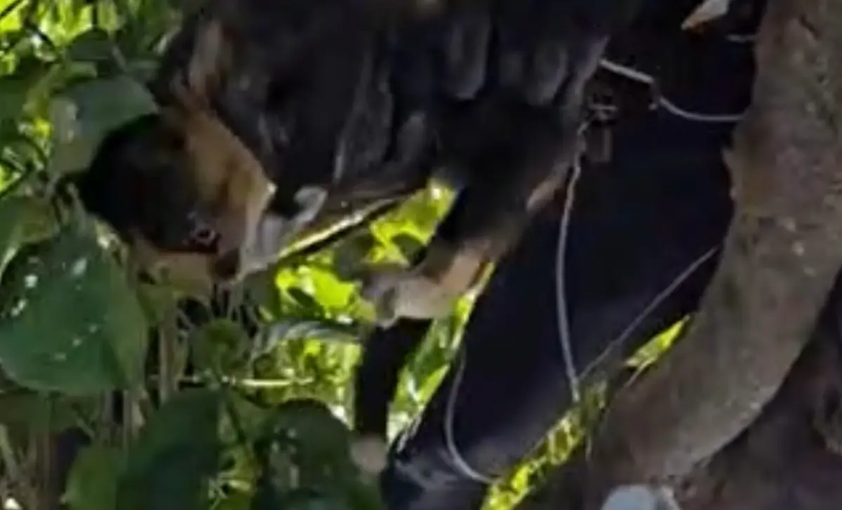 ▲ 27日花蓮特搜隊在光復鄉災區成功救出一隻受困小貓，為緊張的救援行動帶來一絲溫暖與希望。（圖／翻攝畫面）