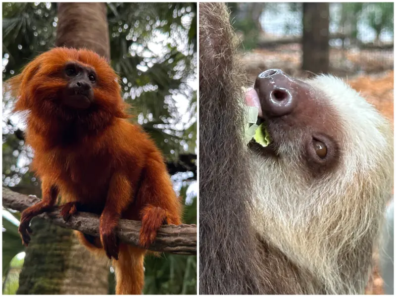 影／動物園趣味組合！金獅面狨與樹懶變室友　樹懶都不動被當擺設