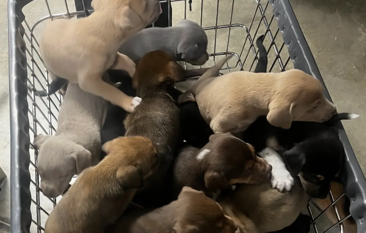 ▲原本安置在育嬰房的13隻小狗，竟在夜裡全數衝出籠外，讓員工上班一早看到現場滿地小毛球亂竄，驚訝到直呼不可思議。（圖／翻攝自臉書粉專「Greenville Humane Society」）