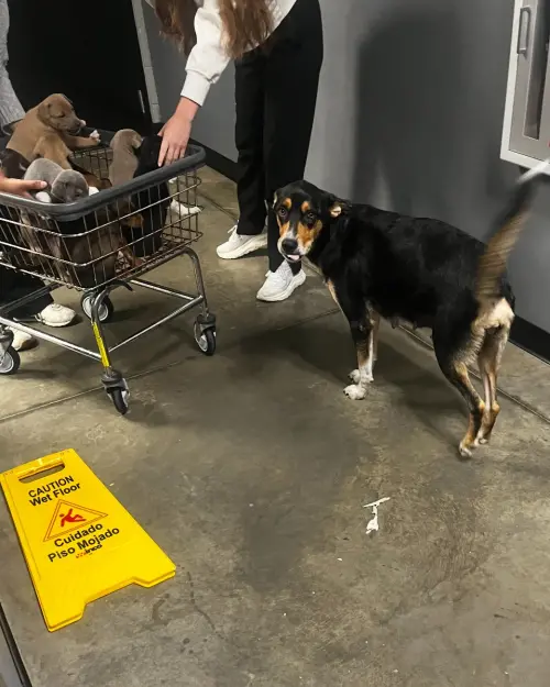 ▲（圖／翻攝自臉書粉專「Greenville Humane Society」）