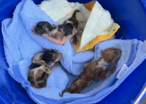 花蓮災區3隻小奶貓獲救！才剛出生眼都沒睜　災區貓狗將開放領養
