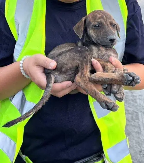 ▲花蓮光復災區現場持續有小貓小狗被救出。（圖／台灣寵物保姆協會授權）