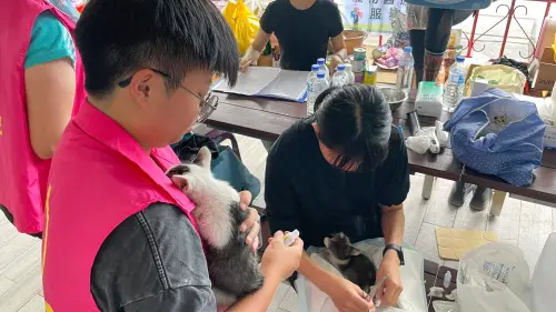 ▲花蓮光復災區現場有許多沒有主人的小貓被救出，未來都將開放領養。（圖／台灣寵物保姆協會授權）
