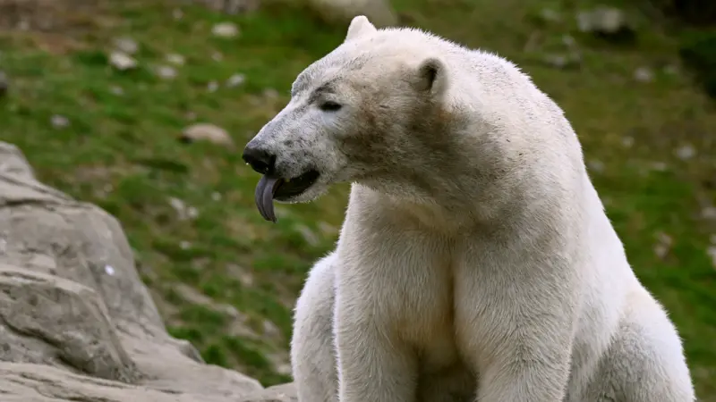 ▲俄羅斯廢棄的極地研究站被一群北極熊佔領。示意圖。（圖／美聯社／達志影像）
