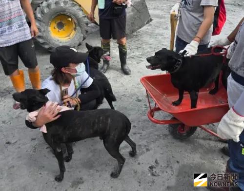 花蓮84歲嬤捨命救狗！4毛孩仍家門苦守　用阿嬤衣物遮眼才願離開
