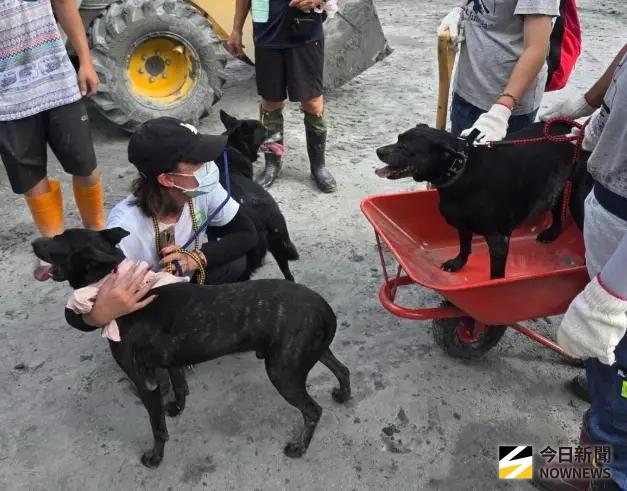 花蓮84歲嬤捨命救狗！4毛孩仍家門苦守 用阿嬤衣物遮眼才願離開