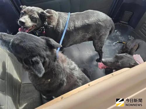 ▲花蓮84歲阿嬤捨身救狗不幸罹難，4隻毛孩守家不願離去，寵物旅館的老闆將狗一隻隻抱出，且妥善安置。（圖／洛基小聿媽ｘ黃金獵犬吳洛基 授權提供）