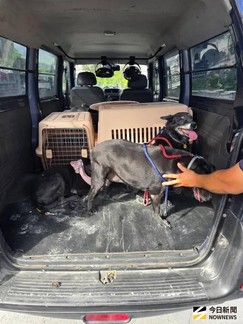 ▲花蓮84歲阿嬤捨身救狗不幸罹難，4隻毛孩守家不願離去，寵物旅館的老闆將狗一隻隻抱出，且妥善安置。（圖／洛基小聿媽ｘ黃金獵犬吳洛基 授權提供）