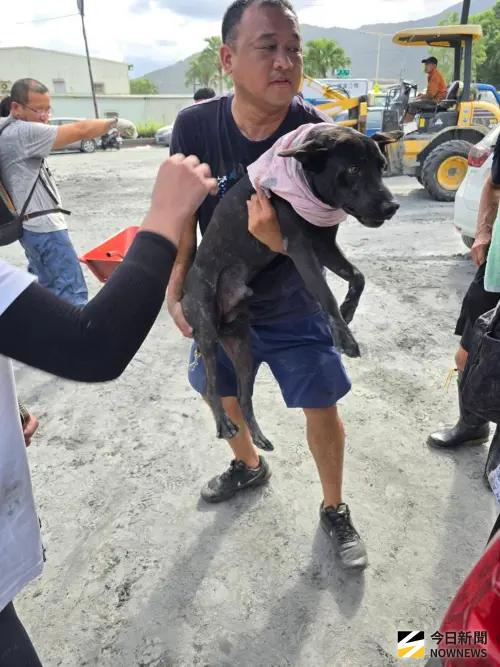 ▲花蓮84歲阿嬤捨身救狗不幸罹難，4隻毛孩守家不願離去，寵物旅館的老闆將狗一隻隻抱出，且妥善安置。（圖／洛基小聿媽ｘ黃金獵犬吳洛基 授權提供）