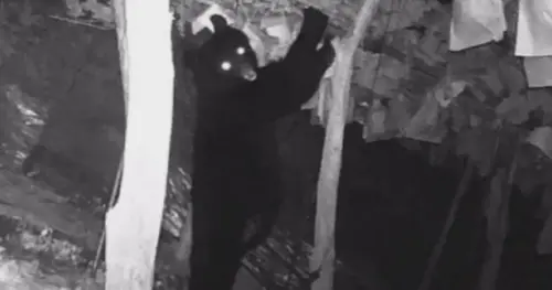 熊也懂吃！闖入山形葡萄園吃「把費」　一晚大啖50串麝香葡萄
