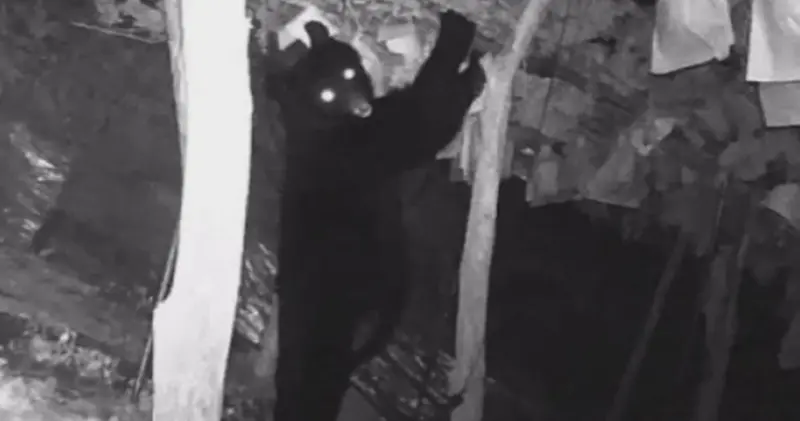 ▲日本山形縣一處葡萄園發生熊侵擾事件，園內50串麝香葡萄被吃的精光。（圖／翻攝自X@ybc_hodo）