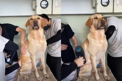 ▲畫面中的Ring被3名女志工細心環繞照料，志工拿著吹風機將Ring剛洗好的身體吹乾，而Ring坐得挺挺的，一臉十分驕傲，看起來相當舒服。（圖／台中搜救犬臉書）