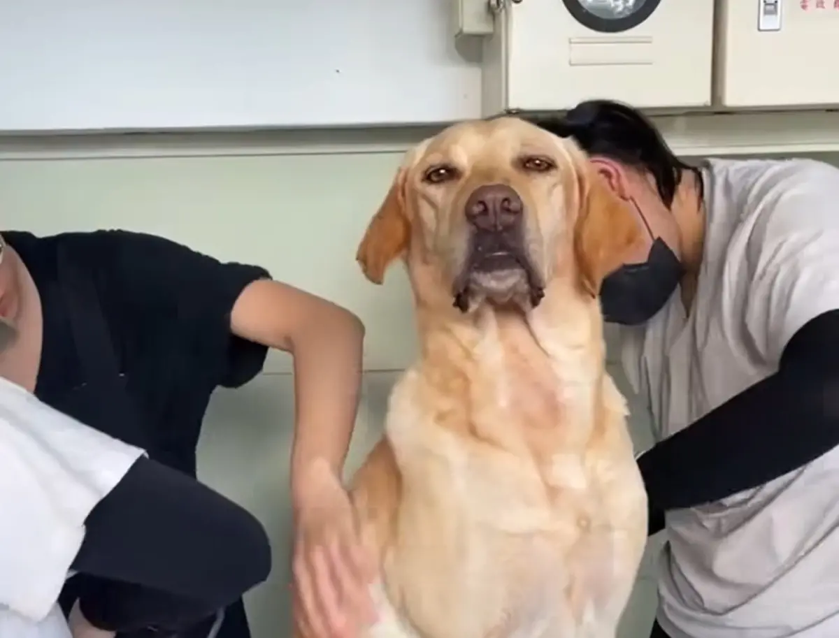 搜救犬Ring洗香香！志工伺候「表情超驕傲」 萬人融化：英雄值得