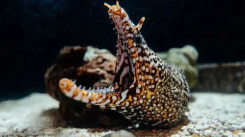 ▲海生館萬聖節主題活動「萌鬼大鬧海生館：怪奇生物出沒！」，特別展出各種長相奇特的海洋生物。（圖／屏東海生館提供）