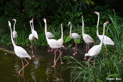 ▲台北市立動物園即日起開跑的「111 解密」活動，只要符合身分證、生日日期有3個1，就能拿到限量小禮物。（圖／台北市立動物園臉書）
