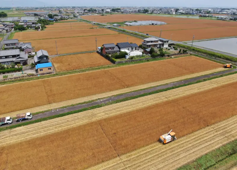 ▲去年外國人或外國法人買下的日本農地，總面積相當於37個東京巨蛋的大小。圖為岐阜縣小麥田。（圖／美聯社／達志影像）